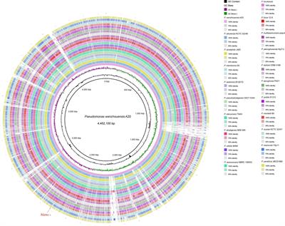 Characterization of a Novel Chromosome-Encoded AmpC β-Lactamase Gene, blaPRC–1, in an Isolate of a Newly Classified Pseudomonas Species, Pseudomonas wenzhouensis A20, From Animal Farm Sewage